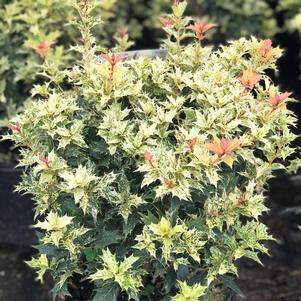 Osmanthus heterophyllus 'Goshiki'