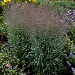 Panicum virgatum Prairie Winds® 'Apache Rose'