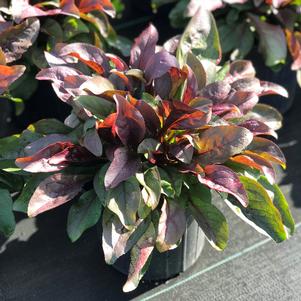 Penstemon Dakota™ Burgundy