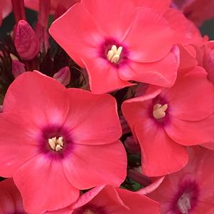 Phlox paniculata Glamour Girl