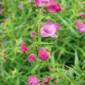 Penstemon x mexicali 'Red Rocks'