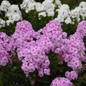 Phlox paniculata Luminary® 'Opalescence'