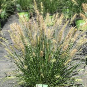 Pennisetum alopecuroides Hush Puppy