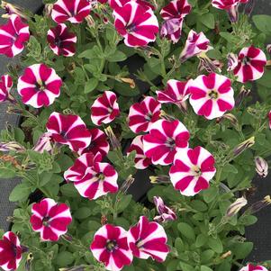 Petunia Cascadias™ Bicolor Cabernet