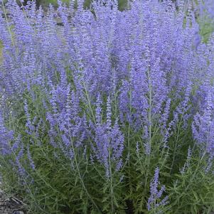 Perovskia atriplicifolia 'Blue Jean Baby'