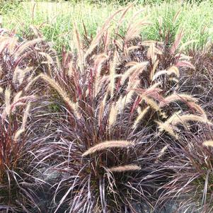 Pennisetum setaceum 'Rubrum'