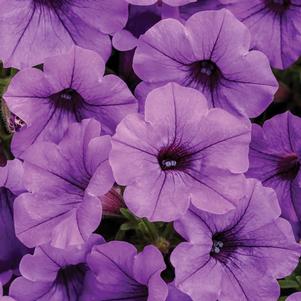 Petunia Supertunia® Mini Vista Indigo™