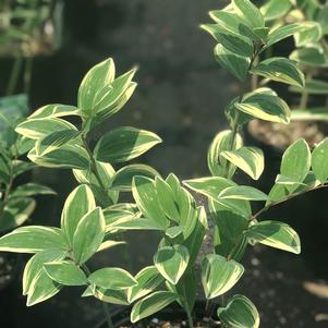 Polygonatum odoratum 'Variegatum'