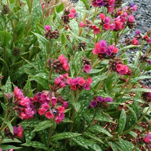 Pulmonaria 'Raspberry Splash'