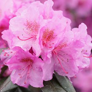 Rhododendron x Black Hat®