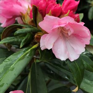 Rhododendron 'Mardi Gras'