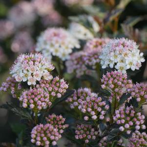 Physocarpus opulifolius Tiny Wine®