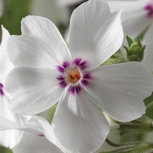 Phlox subulata 'Amazing Grace'