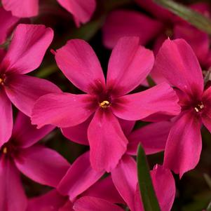 Phlox subulata 'Scarlet Flame'