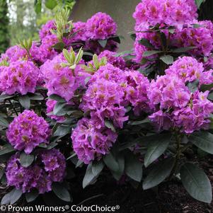 Rhododendron x Dandy Man® Purple