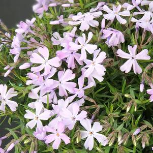 Phlox subulata 'Emerald Blue'