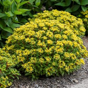 Sedum hybrid Rock 'N Round® 'Bright Idea'