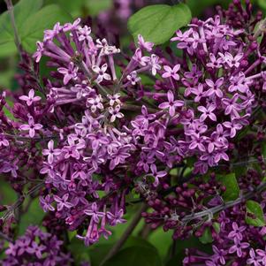 Syringa x Bloomerang® Dark Purple