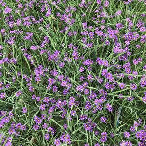 Sisyrinchium angustifolium Lucerne