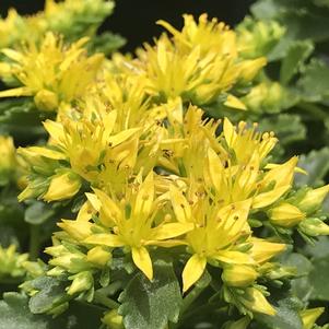 Sedum 'Little Miss Sunshine'