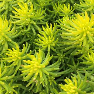 Sedum rupestre 'Angelina'