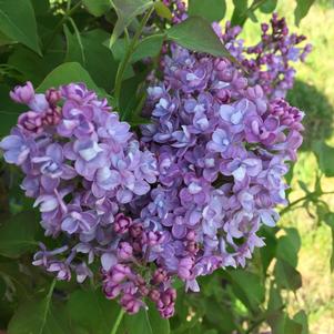 Syringa x hyacinthiflora Scentara® Double Blue