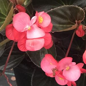 Begonia BIG™ Rose with Bronze Leaf'