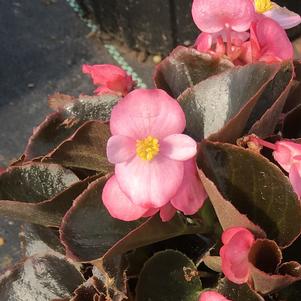 Begonia Nightlife Pink