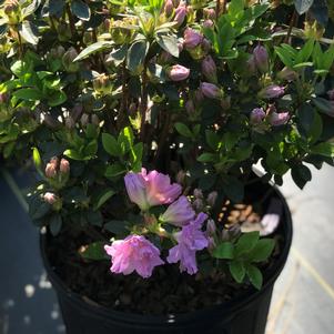 Azalea Shammarello 'Elsie Lee'