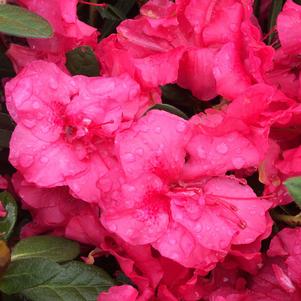 Azalea x Encore® Autumn Rouge®