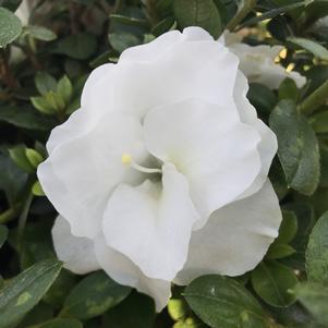 Azalea Perfecto Mundo® Double White