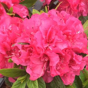 Azalea Perfecto Mundo® Double Dark Pink