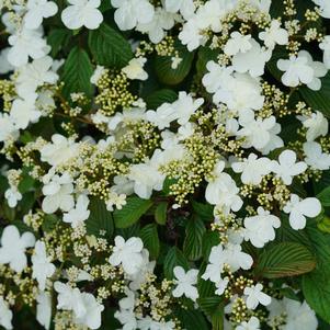 Viburnum plicatum var. tomentosum Steady Eddy®