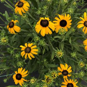 Rudbeckia 'American Gold Rush' (Black-Eyed Susan)