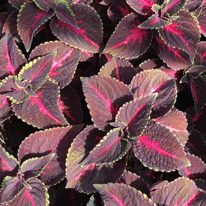 Coleus ColorBlaze® Torchlight™