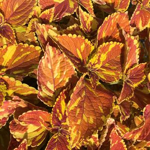 Coleus 'Freckles'