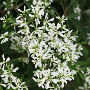 Euphorbia Diamond Snow™