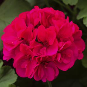 Geranium Calliope® Large Magenta