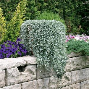 Dichondra Silver Falls