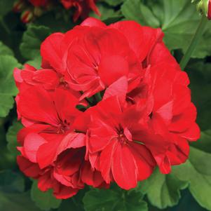 Geranium Calliope® Large Dark Red