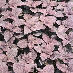 Coleus Dark Star