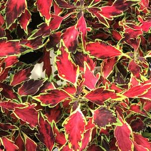 Coleus ColorBlaze® Mini Me™ Watermelon