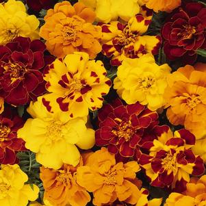 Marigold Durango® Outback Mix