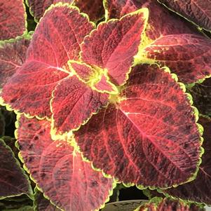 Coleus ColorBlaze® Dipt in Wine