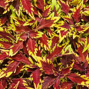 Coleus ColorBlaze® Apple Brandy