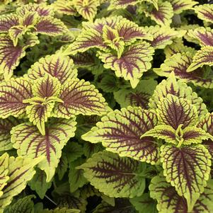 Coleus ColorBlaze® Golden Dreams™