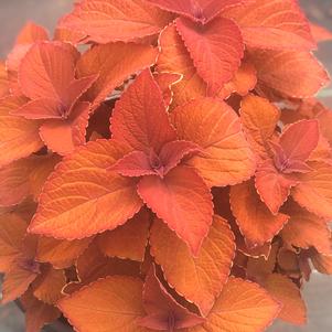 Coleus ColorBlaze® Sedona Sunset™