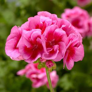 Geranium Calliope® Large Rose Mega Splash