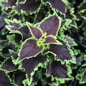 Coleus scutellarioides Wicked Witch