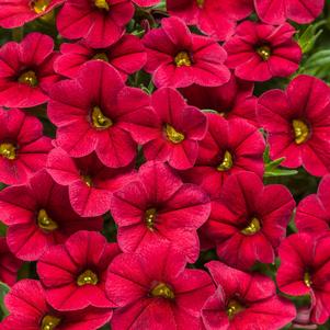 Calibrachoa Superbells® Red